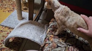 Наши котята Девон- Рекс