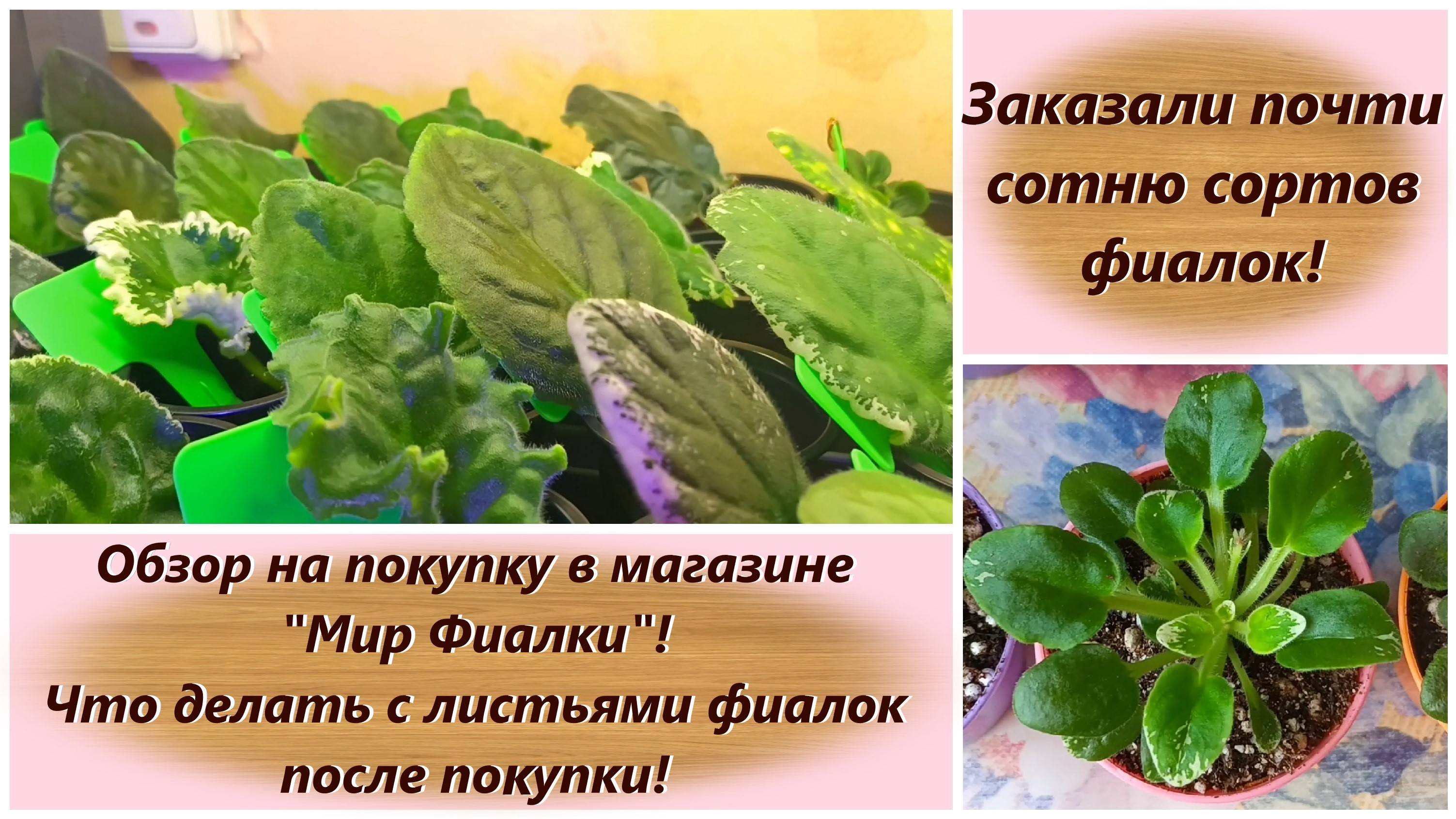 Заказали почти сотню сортов фиалок! Обзор на покупку в магазине Мир Фиалки!