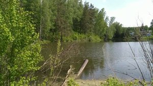 пруд на  СНТ Восток на притоке Зырянки