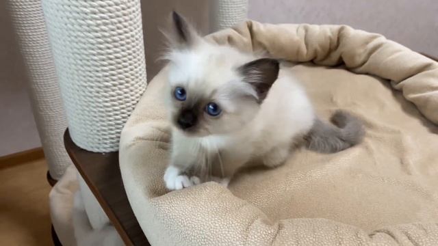 Священная бирма котенок Лукас. Питомник МАРИТАНА КЭТ, смотреть онлайн