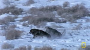 Wild Wolves: Pack Life (Full Episode) | Yellowstone Wolf Dynasty | Nat Geo Animals