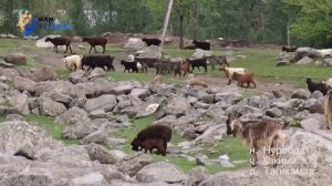 САДОИ БУЗҲО ДАР ТАБИАТИ Ҷ. ҲАКИМӢ Д. ТАГИКАМАР! ЗВУК КО?