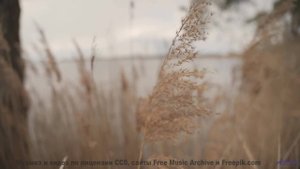 Саунд трогает глубже любых слов и описаний - Cremation -- The Proper Ornaments -- Live at WFMU for t