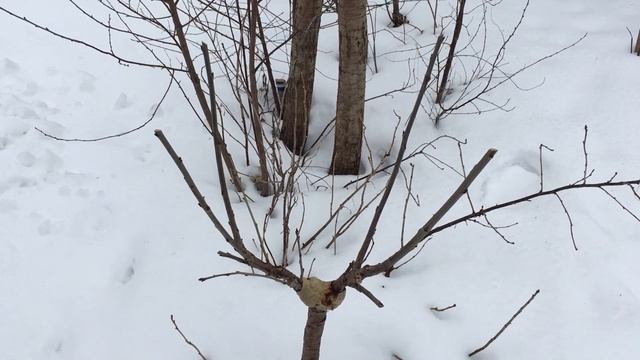 Формирующая обрезка черешни | 07.03.2025 | Нарезка черенков смотреть онлайн