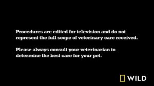 The Incredible Dr. Pol: 12 Days of Creature Christmas | MEGA EPISODE | Nat Geo