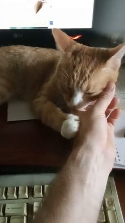 From the life of a red-haired kitten (из жизни рыжего котейки) Everyone loves affection