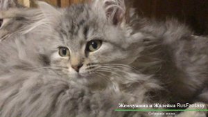 Жемчужина и Жалейка Сибирские кошки