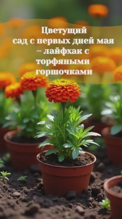 Цветущий сад с первых дней мая – лайфхак с торфяными горшочками #бархатцы