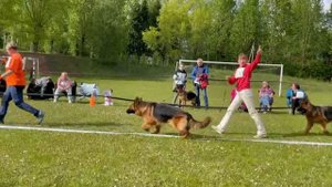 РАБОЧИЙ СУКИ ДШ / КЧК+ БОРИСОВ (BY) 17 мая`25 M.Jovovic Моно немецких овчарок