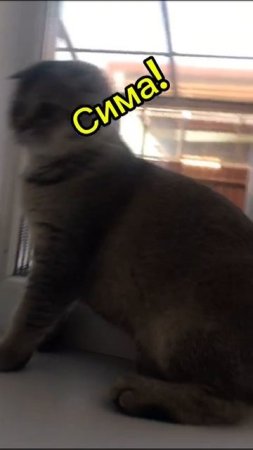 Сима