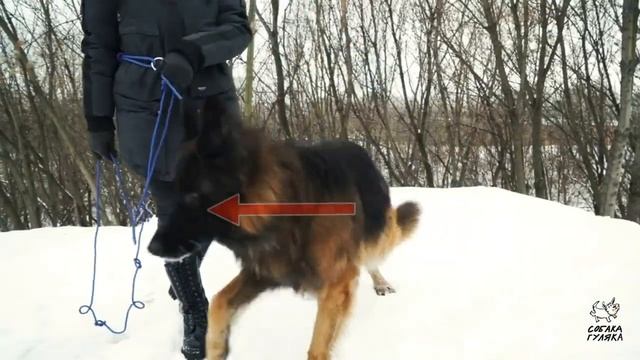 Взаимодействие с собакой смотреть онлайн