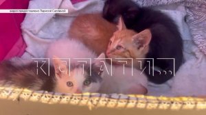 Зоозащитники нашли людей, которые поставляли котят и щенков живодёрам из университета Лобачевского