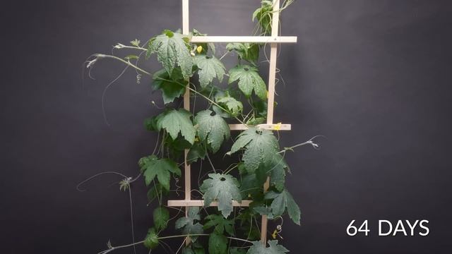 Bitter Melon 108 day time-lapse