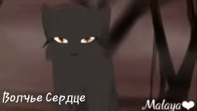 Коты - Воители Hero