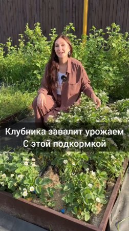 Подкормка во время цветения для увеличения урожая клубники