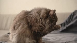 КОШКИ 10  ФАКТОВ / интересные факты о кошках