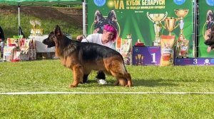 1 О/Отл. Djelari Hil OMAR SI +++ №110 / КЧК+ БОРИСОВ (BY) 17 мая`25 M.Jovovic Моно нем.овч.