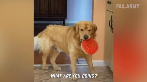 Funniest Pet Fails Ever | Best of FailArmy