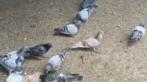 Будни в голубиной столовой.И играть успевают и поесть🐦🐦