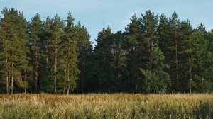 Коттеджный посёлок Ботаника в Ленобласти, Петровское поселение. 10 мин от Сосново. Участки ИЖС.