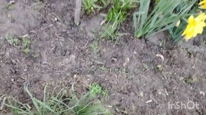 Огородные будни. Всё поздно. Нужны помощники.