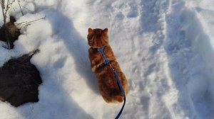 Курильский бобтейл на прогулке