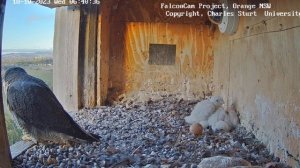 Семья сапсанов Тролль-птенец срыгивает на брата!