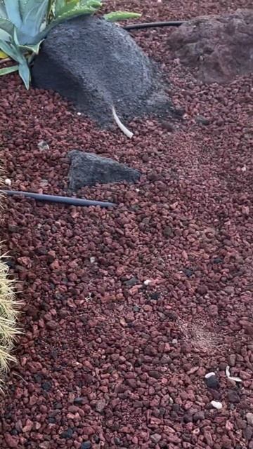 еще одна причина Вашей поездки на остров Тенерифе) #ис? смотреть онлайн