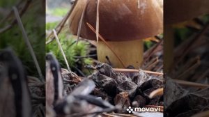 Грибочки