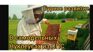 Двух рамочные нуклеусы просят расширения. Нагружаем пчел работой,ставим вощину. 6-рамочники радуют!