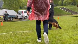 ЮНИОРЫ КОБЕЛИ / КЧК+ БОРИСОВ (BY) 17 мая`25 M.Jovovic Моно немецких овчарок