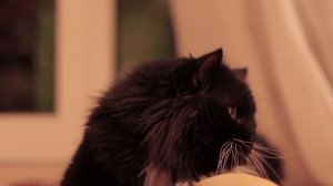 Курильский бобтейл - умный кот