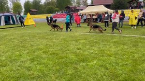 ЮНИОРЫ КОБЕЛИ / КЧК+ БОРИСОВ (BY) 17 мая`25 M.Jovovic Моно немецких овчарок