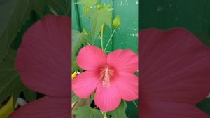 Ура,наконец мой Гибискус расцвел!Чем подкормить,чтобы