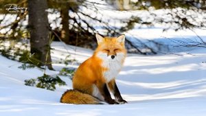 Расслабляющая Природа