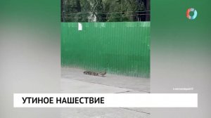 Утиное нашествие