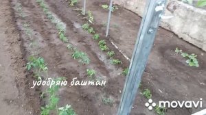 пора подкормить баштан селитрой, не хочет наращивать зелёную массу...