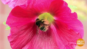 Если ужалила пчела... Доброе утро. Фрагмент выпуска от 30.05.2025