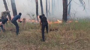 В ЛНР полицейские помогли огнеборцам потушить пожар в лесном массиве вблизи посёлка Боброво