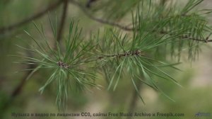 Леса открываются вместе с каждой новой нотой - 20 Minute Meditation 1 -- HoliznaCC0 -- Space - Sleep