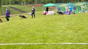 ЩЕНКИ СУКИ / КЧК+ БОРИСОВ (BY) 17 мая`25 M.Jovovic Моно немецких овчарок