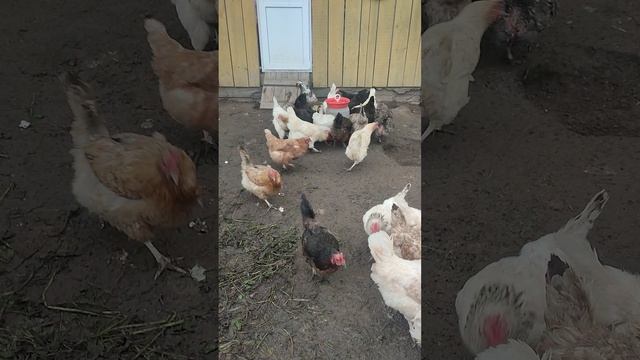 Кормление кур 🐔