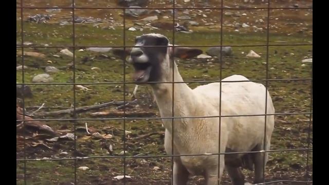 ТОП 5 COUB. Блондинки. От BRAIN TV. смотреть онлайн