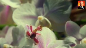 Богомол в деле. Абсолютный убийца в мире насекомых. Богомол против птиц. Богомол