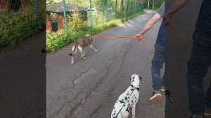 Волк выгуливает щенка далматина