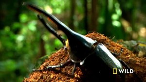 Betrayal in the Animal Kingdom (Full Episode) | Animal Fight Night