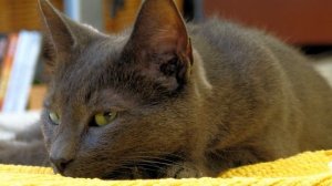Корат