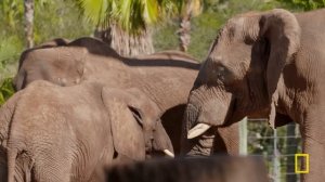 Rhino Baby Gronk (Full Episode) | Secrets of the Zoo: Tampa | Nat Geo Animals