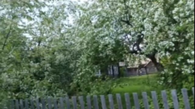 Krasivyye mesta Rossii. Весенняя сказка. Цветение  деревьев.