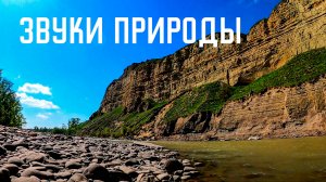 Звуки природы / Пение птиц и журчание воды / Гармония и баланс